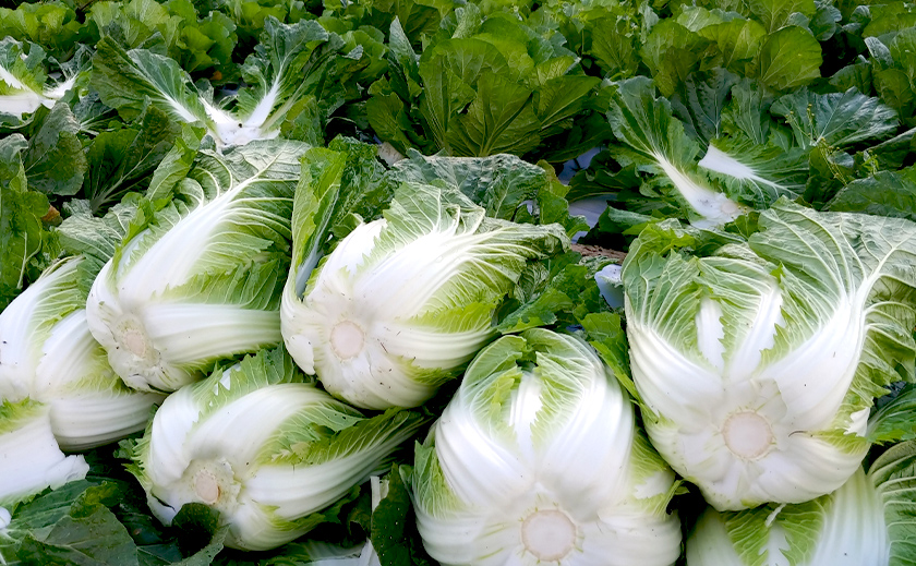 白菜